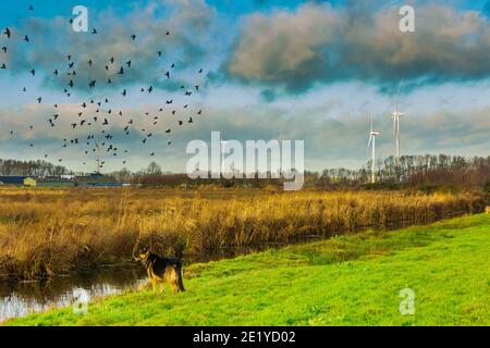 Dutch autumn landscape with swamp vegetation and German Shepherd looking at large swarm of black Jackdaws flying over against background of cloudy sky Stock Photo