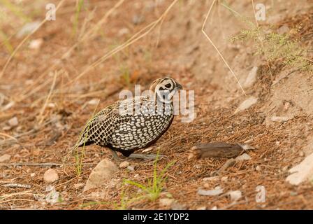 Fool Quail Montezuma Quail - Cyrtonyx montezumae - male Stock Photo - Alamy