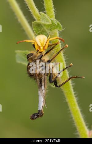 Whitebanded Crab Spider, Misumenoides formosipes, Thomisidae. Feeding on Robber Fly male, Efferia rapax, Asilidae. Stock Photo