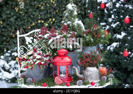 vintage christmas garden decoration with red lantern and winter plants in pots Stock Photo