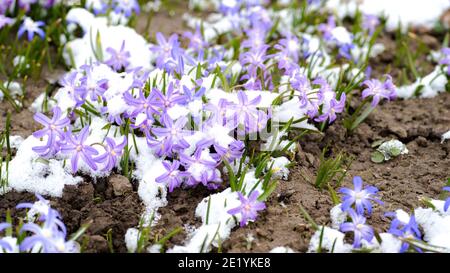 Pale pink snowdrops with a blue tint chionodoxa closeup with green leaves and partially covered with freshly fallen snow. Natural background Stock Photo