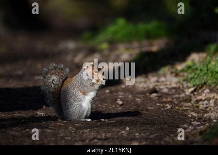Gray squirrel sitting and feeding on forest path in natural setting Stock Photo