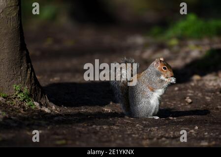 Gray squirrel sitting and feeding on forest path near tree trunk in natural setting Stock Photo