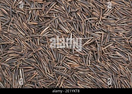 Overhead view of chervil seeds (Anthriscus cerefolium) Stock Photo