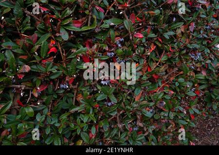 Oregon grape, in Latin called Mahonia aquifolium is a species of evergreen flowering plant.  Photos of it growing and trimmed as a hedge. Stock Photo