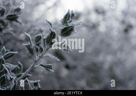 Holly in a hedgerow on a frosty cold morning Stock Photo