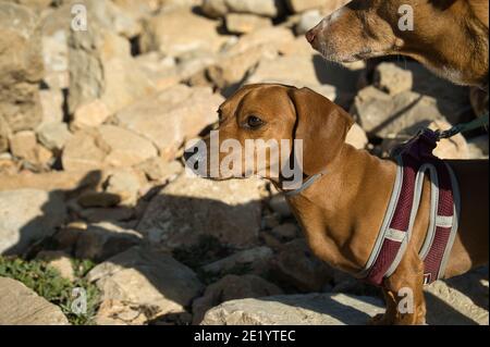 dogs in a beach with rocks enjoying a sunny day in the summer. In Spain Stock Photo