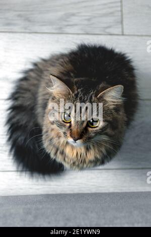 Cute little tabby kitten sitting on the floor and looking up. High quality photo Stock Photo