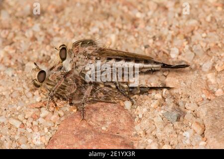 Unidentified Robber Fly female, Efferia sp., Asilidae. Feeding on a female robber fly. Stock Photo