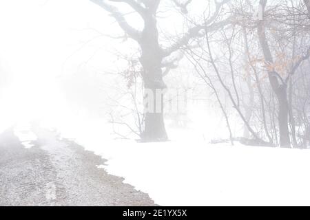 Trees in misty forest in morning. Foggy day. Stock Photo