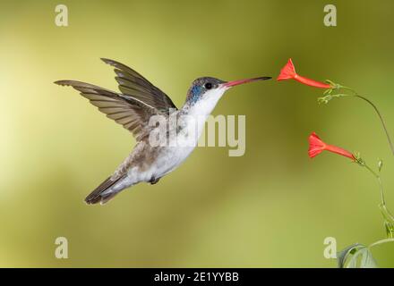 Violet-crowned Hummingbird, Amazilia violiceps, feeding at Scarlet Creeper flower, Ipomoea coccinea. Molting primary flight feathers. Stock Photo