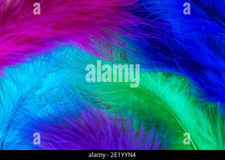 Background texture of brightly colored  bird feathers, cold colors Stock Photo