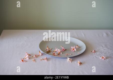 still life of pink oleanders on a plain white plate Stock Photo