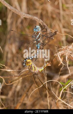 Blue-eyed Darner Dragonfly male and female in wheel, Rhionaeschna multicolor, Aeshnidae. Stock Photo