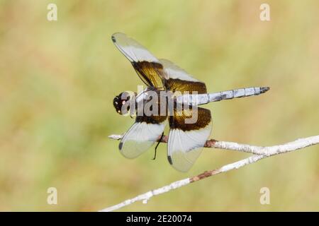 Widow Skimmer Dragonfly male, Libellula luctuosa, Libellulidae. Stock Photo