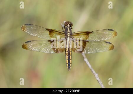 Widow Skimmer Dragonfly female, Libellula luctuosa, Libellulidae. Stock Photo