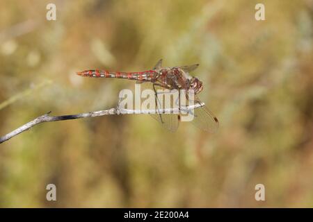 Variegated Meadowhawk Dragonfly male, Sympetrum corruptum, Libellulidae. Stock Photo