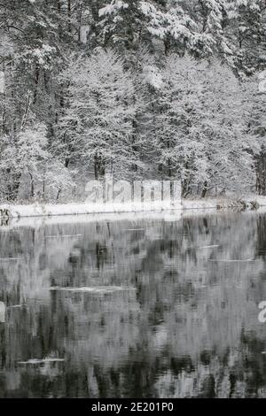 Winter landscape of trees on the edge of the river. Snow on the branches of trees. Reflection of snow in the river. Huge snowdrifts lie on the Bank of Stock Photo