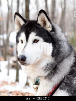 Young malamute looking away on a winter day. Close up Stock Photo