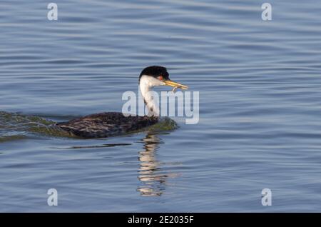 Western Grebe July 12th, 2020 Lake Whitewood, South Dakota Stock Photo