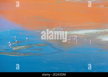 Aerial view of James Flamingo (Phoenicoparrus jamesi) in the Laguna Colorada (Red Lagoon), Uyuni, Bolivia. Stock Photo