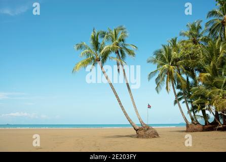 Twin palms on picturesque beach. Marino Ballena National Park, Bahia Ballena, Uvita, Costa Rica. Nov 2018 Stock Photo