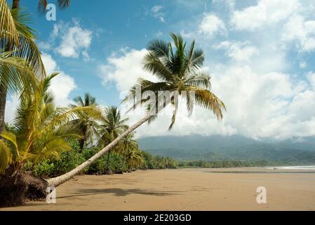 Lush palms and scenic beach in Marino Ballena National Park, Bahia Ballena, Uvita, Costa Rica. Nov 2018 Stock Photo