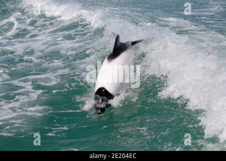 Commerson's Dolphin (Cephalorhychus commersonii), adult, surfing in wake of a Tour boat, Playa Union, Rawson, Chubut Province, Argentina 26th Nov 2015 Stock Photo
