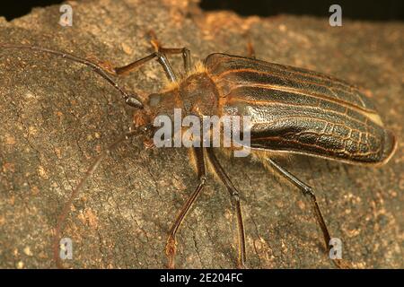 New Zealand huhu beetle (Prionoplus reticularis Stock Photo - Alamy