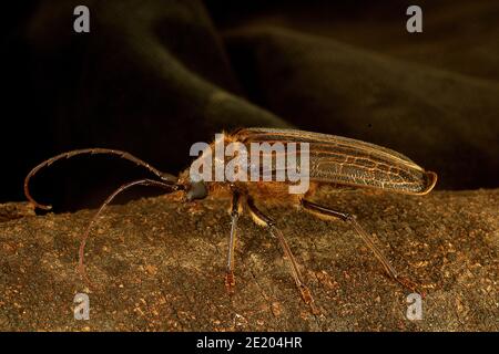 New Zealand huhu beetle (Prionoplus reticularis Stock Photo - Alamy