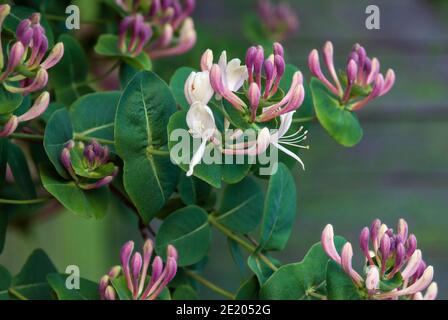 Superba honeysuckle (Etruscan honeysuckle) flowering plant closeup Stock Photo