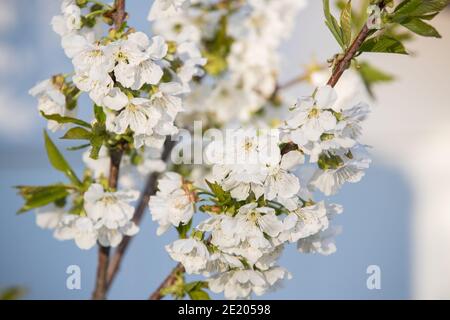 Close-up image of cherry tree blossom Stock Photo - Alamy