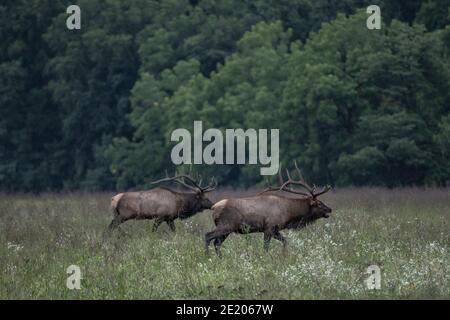 Two Bull Elk Compete During Rut in Oconaluftee Valley of Great Smoky Mountains National Park Stock Photo