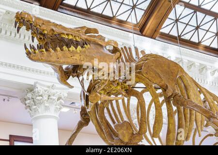 Tuscaloosa Alabama,University of Alabama,Museum of Natural History,whale fossil,visitors travel traveling tour tourist tourism landmark landmarks cult Stock Photo - Alamy