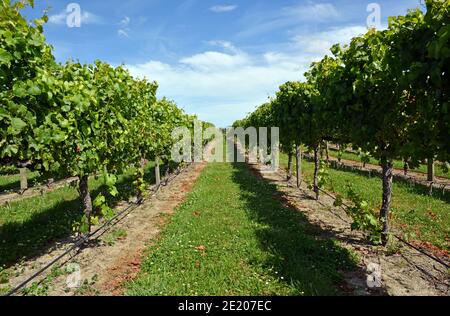 Chardonnay Grape Vines in the Wairau Valley, Marlborough. Mid Summer bunches of green grapes ripening in the sun. Stock Photo