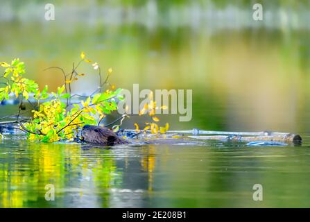 A beaver 'Castor canadensis', feeding on some yellow aspen leaves that he has stored in his winter stock pile. Stock Photo