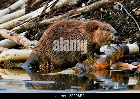 A wild beaver  'Castor canadensis', climbing out of the water and onto the side of his beaver lodge in rural Alberta Canada. Stock Photo