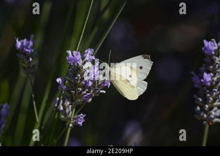 Small Cabbage White Butterfly (Pieris rapae) feeding on a stem of lavender flowers in the summer sunshine against a blurred background. Stock Photo