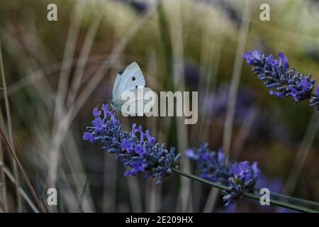 Small Cabbage White Butterfly (Pieris rapae) feeding on a stem of lavender flowers in the summer sunshine against a blurred background. Stock Photo