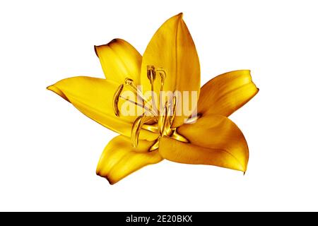 One golden lily flower white background isolated close up, beautiful single gold metal lilly, shiny yellow metallic floral pattern, design element Stock Photo