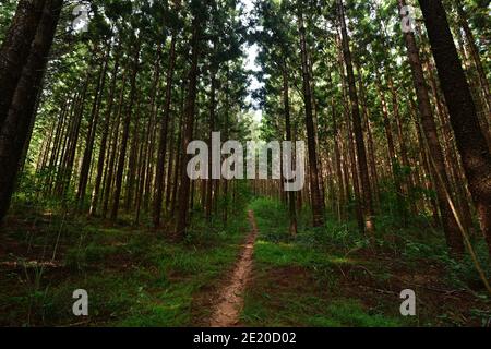 A walking track among a tall forested Pine Plantation, with sunlight glowing through the trunks of the trees. Stock Photo