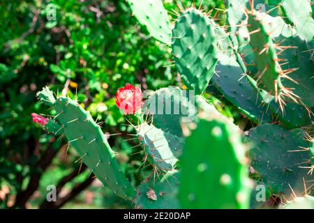 Opuntia microdasys cactus in bloom . red flower of cacti Stock Photo