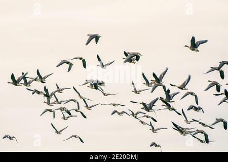 A large flock of geese silhouetted against a blue and white sky. Movement, selective focus Stock Photo