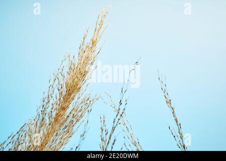 Dry reed, reed seeds. Golden reed grass in the sun against the blue sky. Minimalistic, stylish, trendy concept Stock Photo