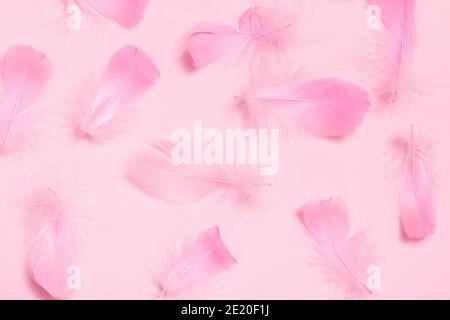 Lots of pastel colored feathers on a pink background. Stock Photo