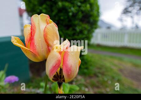 A close up view of a wet tulip flower Stock Photo