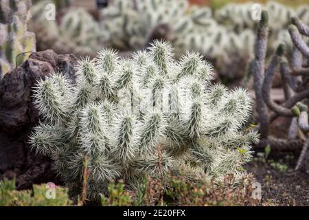 Cylindropuntia tunicata, commonly referred to as sheathed cholla