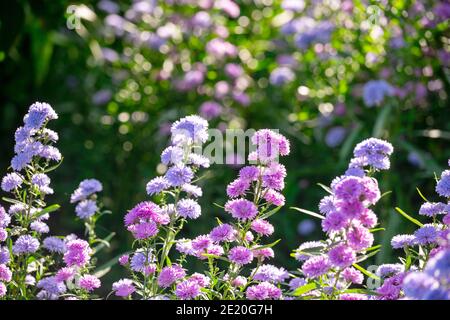 Aster Novi-belgil L., or Michaelmas Daisy, pink and purple flowers. Side view saw the trees arranged in a line The background is a colorful garden wit Stock Photo