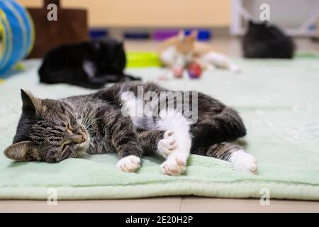 the cat, releasing its claws, sleeps and basks on the mat on the floor of the shelter among many other cats Stock Photo
