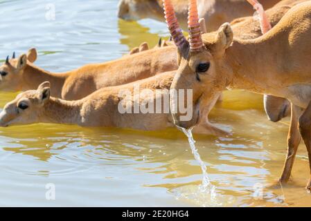 Saigas at a watering place drink water and bathe during strong heat and drought. Saiga tatarica is listed in the Red Book, Chyornye Zemli or Black Lan Stock Photo